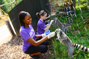 Lemur Research