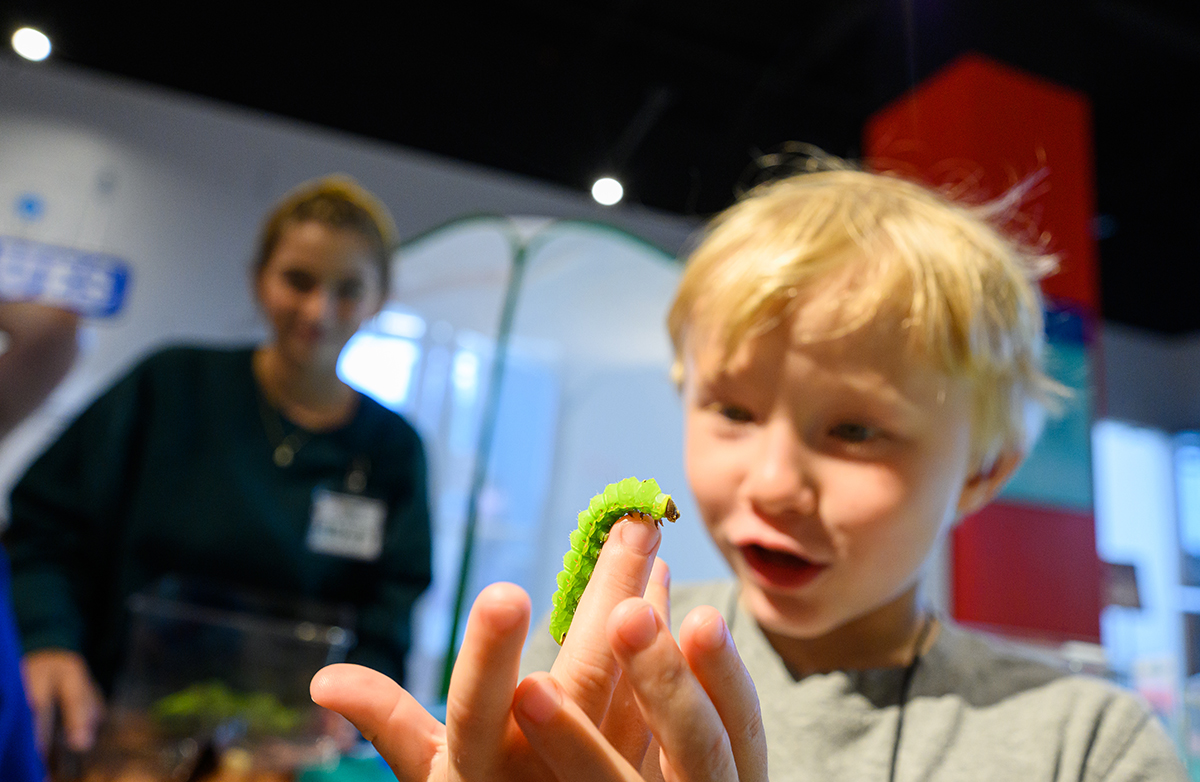 A boy examined a caterpillar closely in the insect petting zoo display.